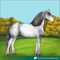 Horse Color:White Spotted Black