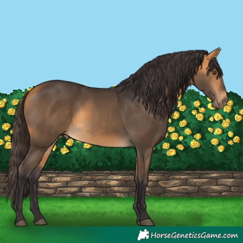 Horse Color:Buckskin 