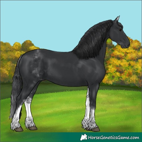 Horse Color:White Spotted Black 