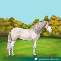Horse Color:Palomino Roan Splash 