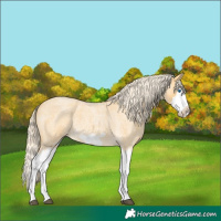 Horse Color:Palomino Roan Splash Frame