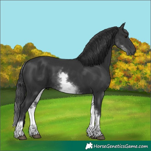 Horse Color:White Spotted Black 