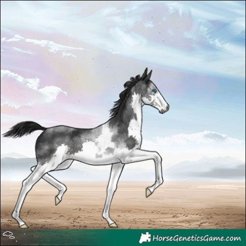 Horse Color:Gray Black Splash Tobiano 
