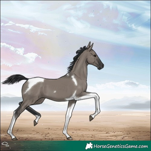 Horse Color:Grullo Tobiano
