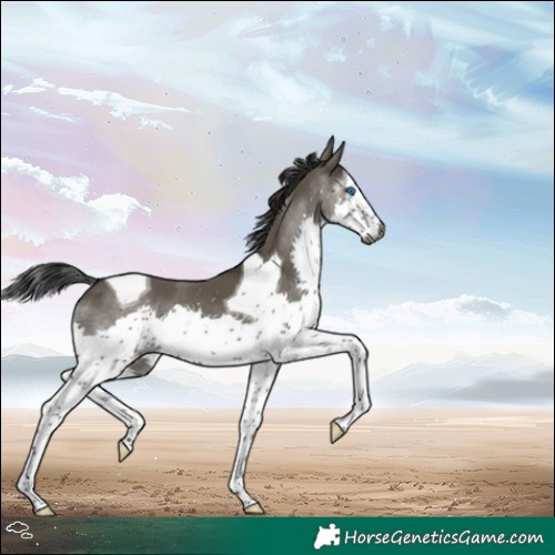 Horse Color:Gray White Spotted Grullo Splash Tobiano