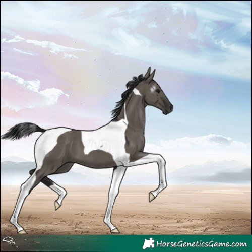 Horse Color:Gray Grullo Tobiano