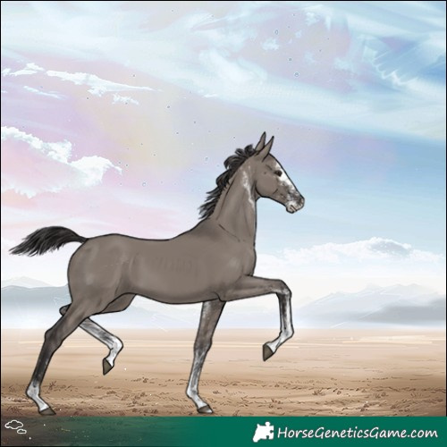 Horse Color:White Spotted Smoky Grullo 