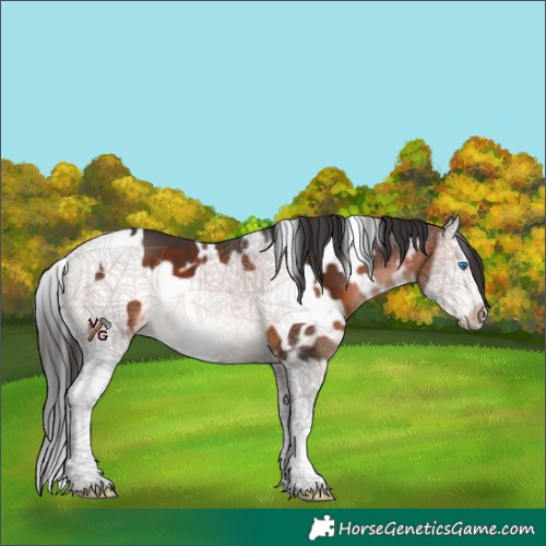 Horse Color:White Spotted Brown Splash Frame 