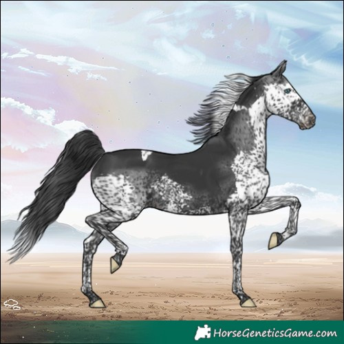Horse Color:Black Splash Tobiano
