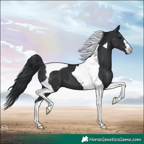 Horse Color:Black Tobiano 