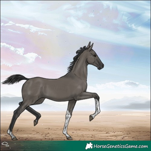 Horse Color:Grullo Tobiano 