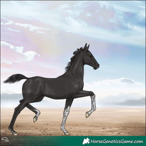 Horse Color:Smoky Black Tobiano