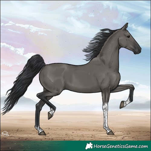 Horse Color:Grullo Tobiano