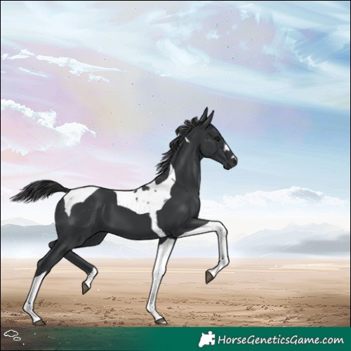 Horse Color:Black Tobiano 