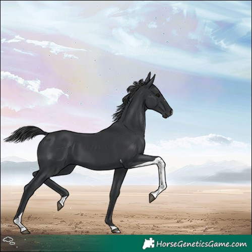 Horse Color:Black Tobiano 