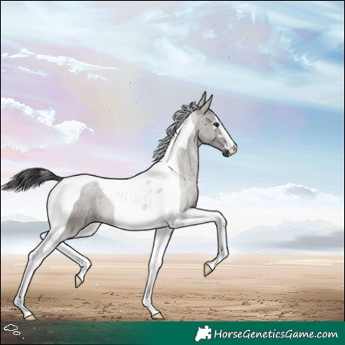 Horse Color:Smoky Grullo Tobiano 