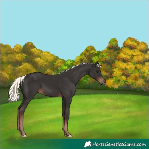 Horse Color:Liver Chestnut Mushroom