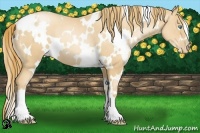 Horse Color:White Spotted Gold Champagne Pearl 