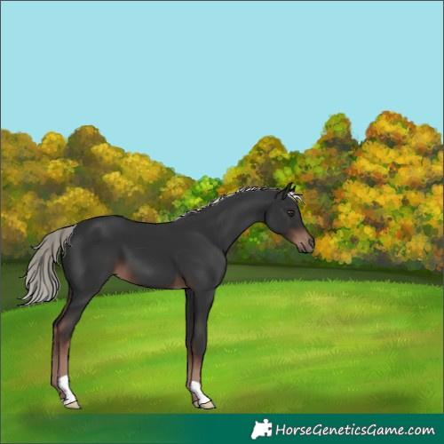 Horse Color:Liver Chestnut Mushroom 