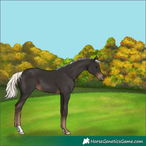 Horse Color:Liver Chestnut Mushroom