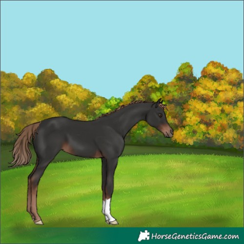Horse Color:Liver Chestnut 