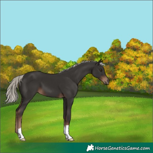 Horse Color:Liver Chestnut Mushroom 