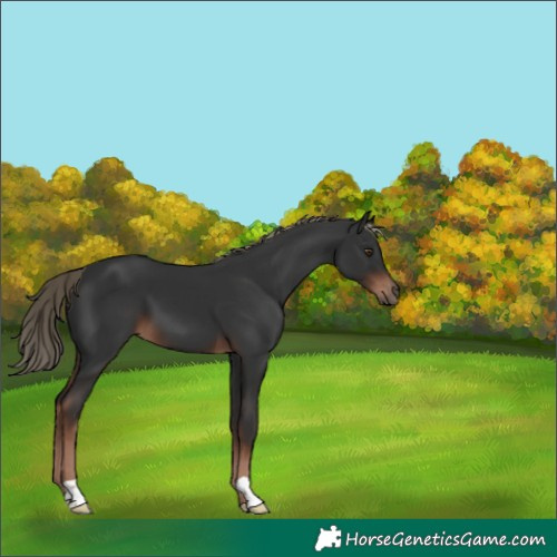 Horse Color:Liver Chestnut
