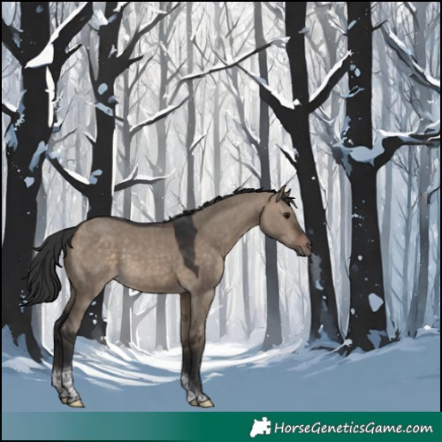 Horse Color:Brown Dun Tobiano