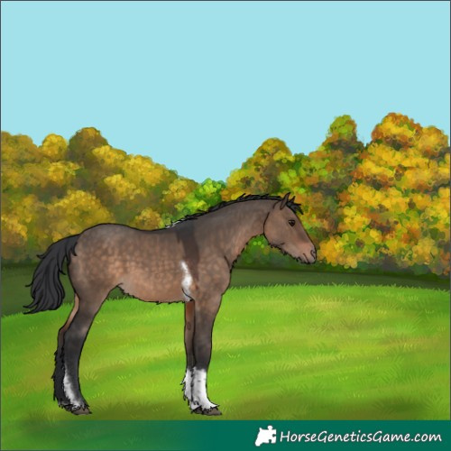 Horse Color:Brown Dun Tobiano