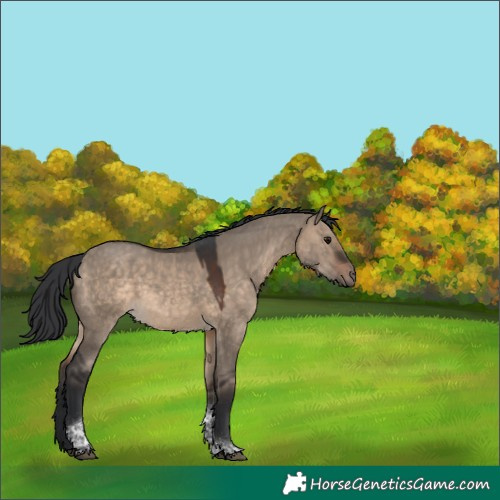 Horse Color:Brown Dun Tobiano 