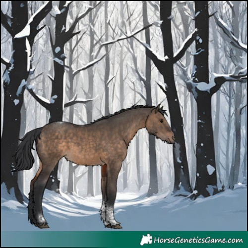 Horse Color:Brown Dun Tobiano