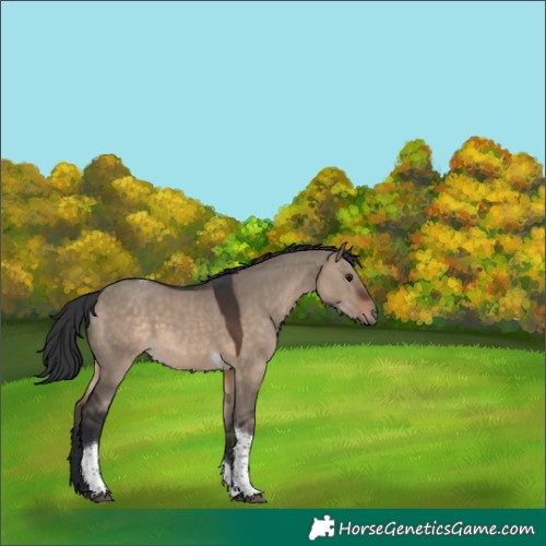 Horse Color:Brown Dun Tobiano