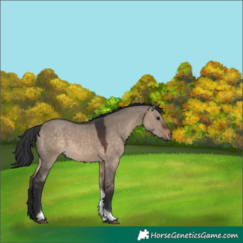 Horse Color:Brown Dun Tobiano 