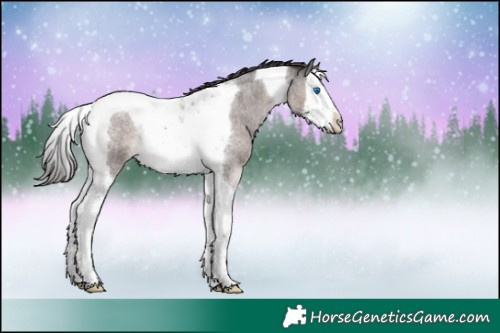 Horse Color:Platinum Liver Red Roan Splash Tobiano 