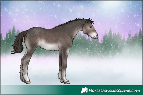 Horse Color:Platinum Liver Chestnut 