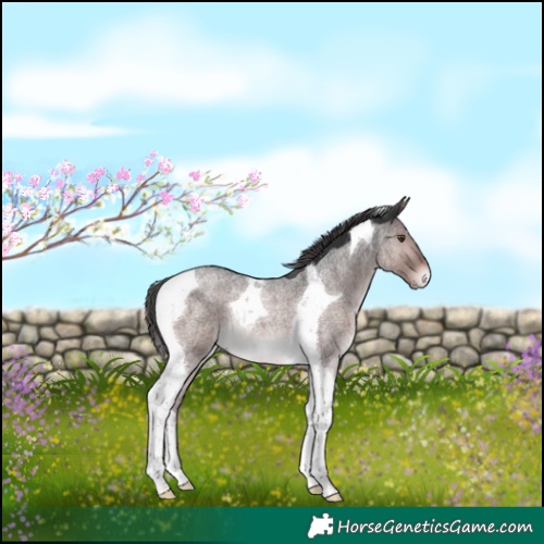 Horse Color:Platinum Liver Red Roan Tobiano 