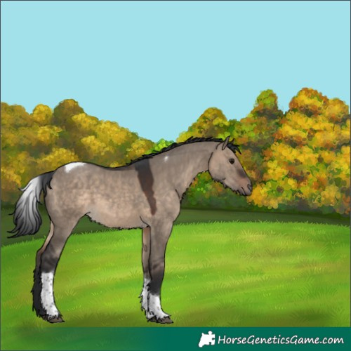 Horse Color:Brown Dun Tobiano