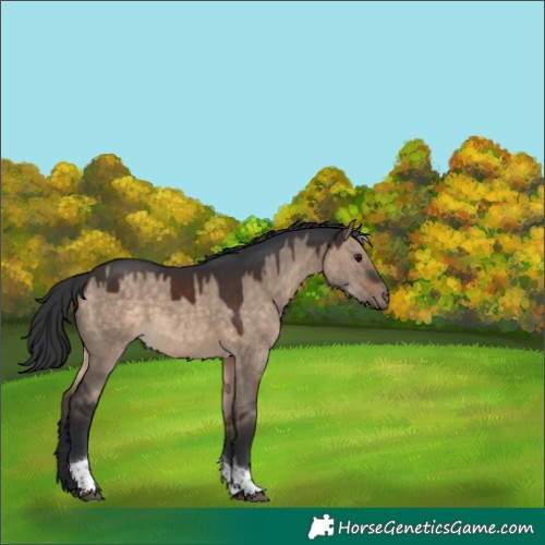 Horse Color:Brown Dun Tobiano 