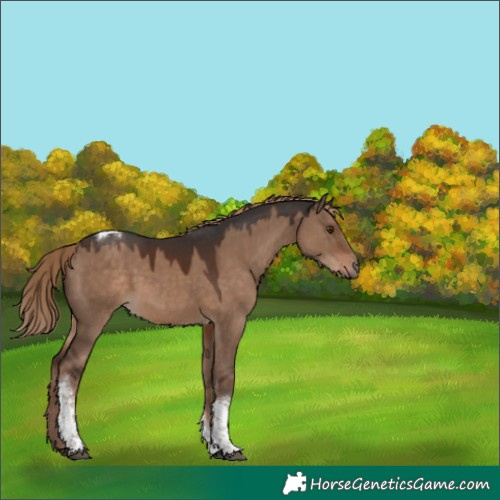 Horse Color:Liver Red Dun Tobiano 