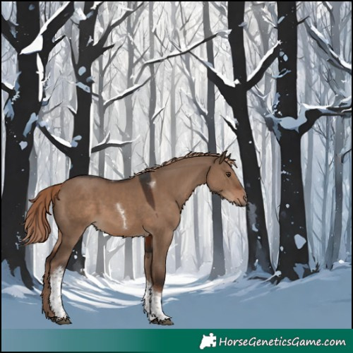 Horse Color:Liver Red Dun Tobiano