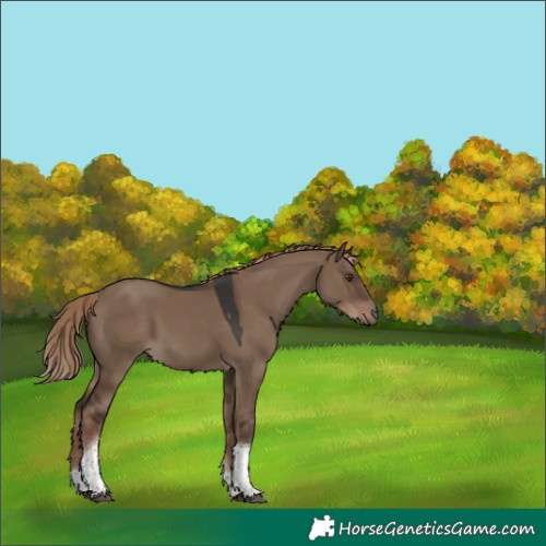 Horse Color:Liver Red Dun Tobiano 