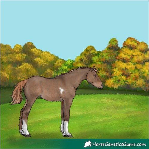 Horse Color:Liver Red Dun Tobiano 