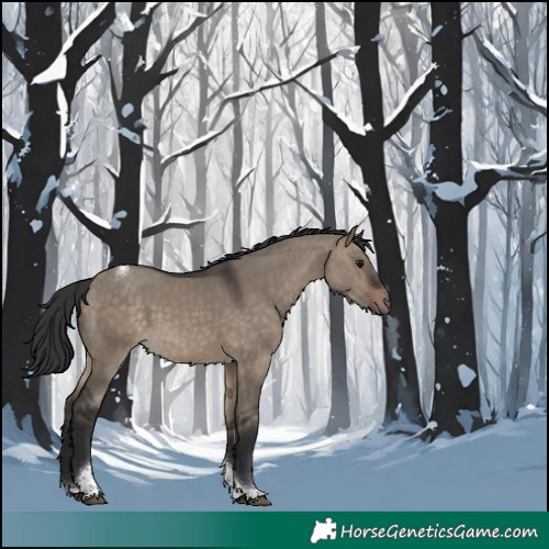 Horse Color:Brown Dun Tobiano