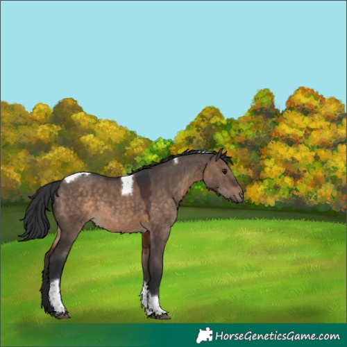 Horse Color:Brown Dun Tobiano 