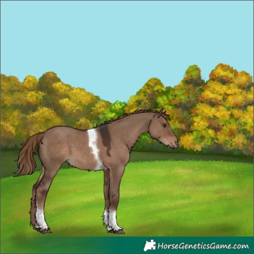 Horse Color:Liver Red Dun Tobiano 