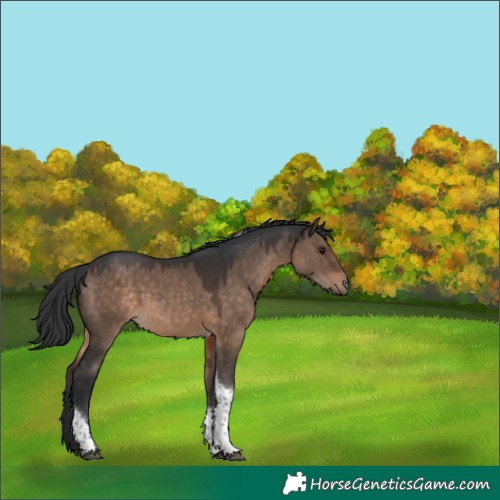 Horse Color:Brown Dun Tobiano 