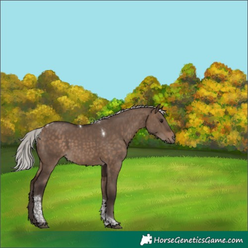 Horse Color:Silver Brown Dun Tobiano 