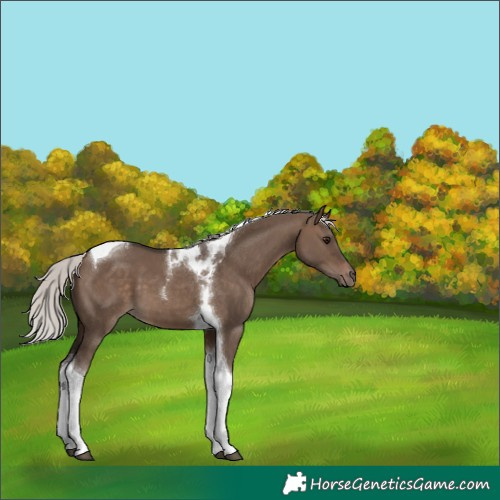 Horse Color:Silver Brown Dun Tobiano 
