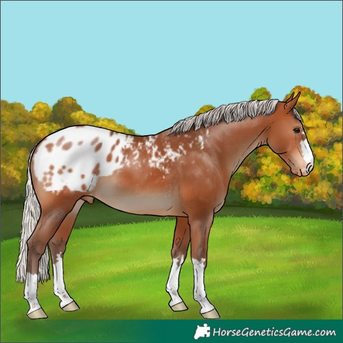 Horse Color:Silver Bay Appaloosa 