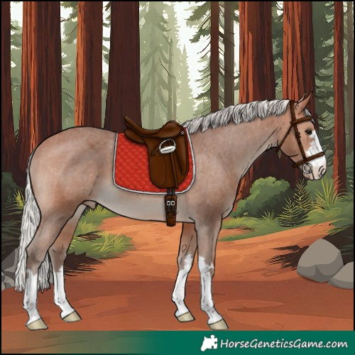 Horse Color:Silver Bay Appaloosa 
